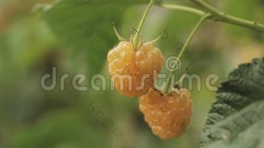 黄色或金莓。 种植有机浆果特写。 成熟的覆盆子在水果园。 全景，全景观